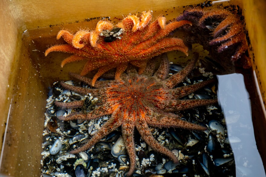 Adult sunflower sea stars feeding on mussels at UW Friday Harbor Laboratories. Shells from earlier meals collect at the bottom of the tank. The sea star on the bottom, "Charlotte," is the mother of the lab's one-year-old juvenile stars.