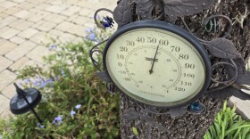 Garden temperatures have remained so mild within the city, some plants continued to bloom in December, including the plumbago flowers seen here.