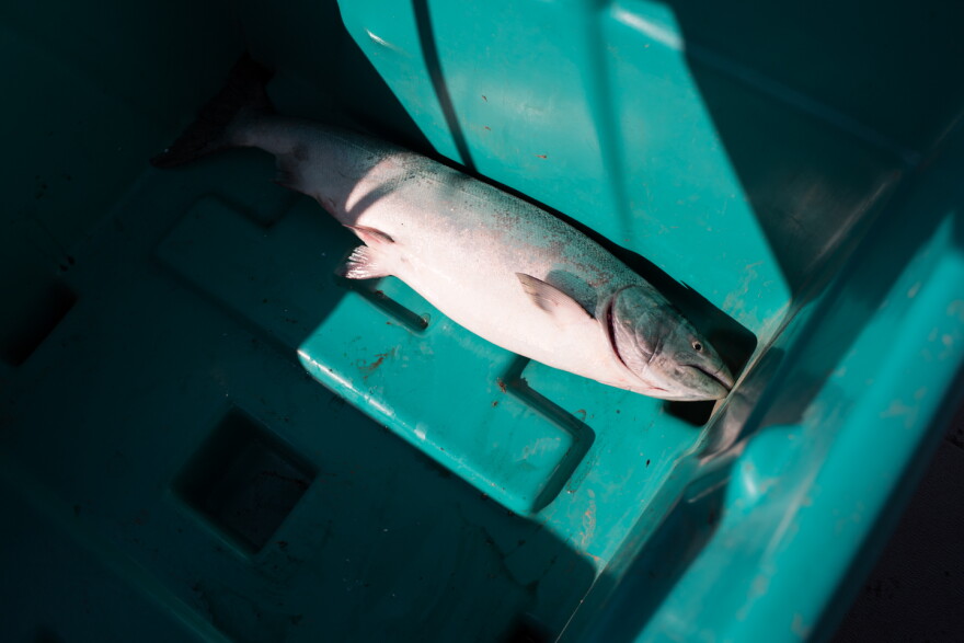 A king salmon is harvested during the Kuskokwim's gillnet opening on June 12, 2018.