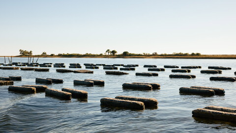 Pelican Oyster Company’s farm in Oyster Bay. The black bars are floating pontoons; each pair of pontoons holds a cage suspended beneath it. 