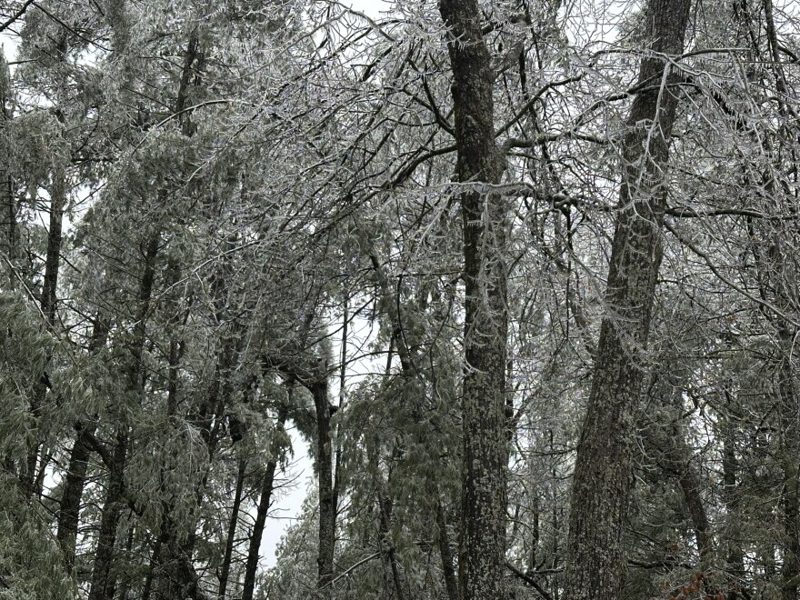 Ice coats trees near Gaylord, after a major ice storm hit northern Michigan on March 29 and 30, 2025.