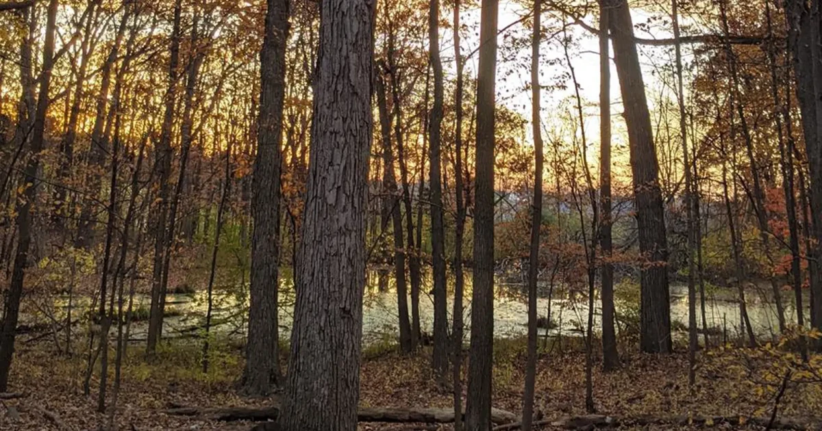 Ann Arbor’s Dexter Road Park and Hansen Nature Area to have names changed