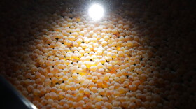 FILE - This Wednesday, June 19, 2019 file photo shows the first batch of bioengineered Atlantic salmon eggs in an incubation tray at AquaBounty Technologies' facility in Albany, Ind.