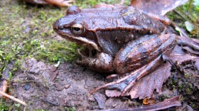 One of the wood frogs featured on the BBC's 'A Perfect Planet.'