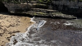 A gray whale rolls in the surf on a beach in Wilder Ranch State Park