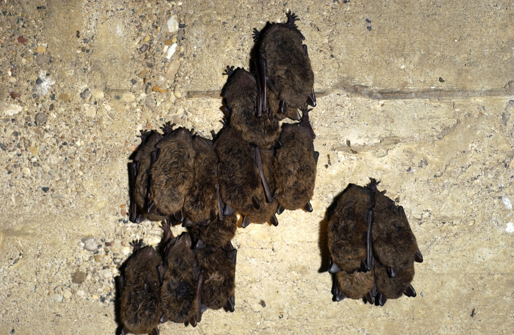 Tippy Dam is home to thousands of bats. What does the sale of the dam