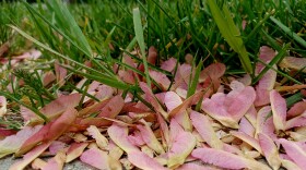  Pink maple helicopter seeds on the grass and concrete edge of a walkway outside Waldo Library on the campus of Western Michigan University.