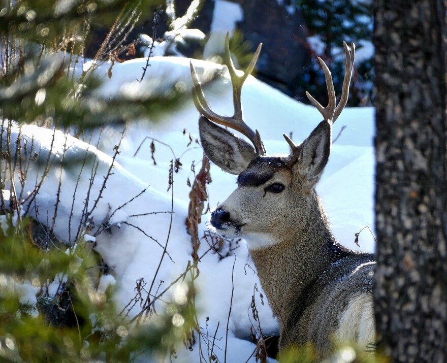 Mule deer buck.