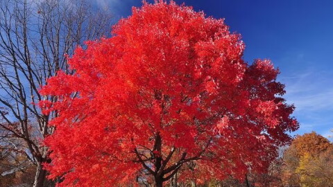 A bright red maple tree is centered in a park.