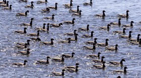 A flock of geese float on the water
