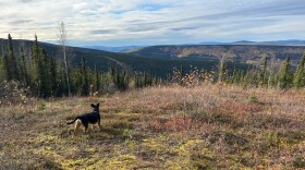Enjoying a break from rain showers on Cleary Summit north of Fairbanks.