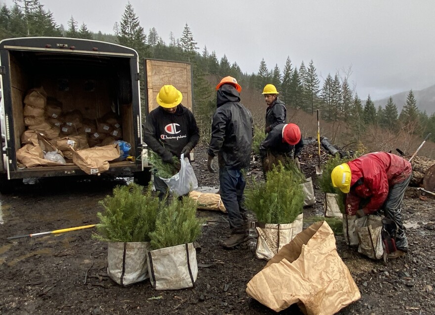In this provided photo crews prepare to plant tree seedlings. 