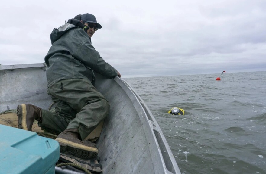 Quinhagak resident Patrick Jones deploys a buoy in the Yukon-Kuskokwim Delta region in early summer, 2025.