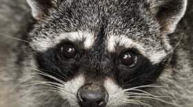 A raccoon is seen at the Simon Bolivar National Zoological Park and Botanical Garden in San Jose, Costa Rica, on April 22, 2024. (Photo by Ezequiel Becerra/AFP via Getty Images)