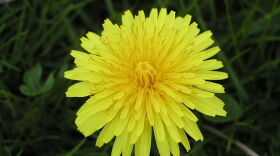 Dandelion flower