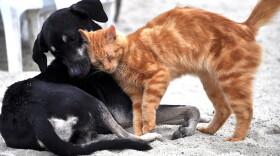 Stock photo of a cat and a dog