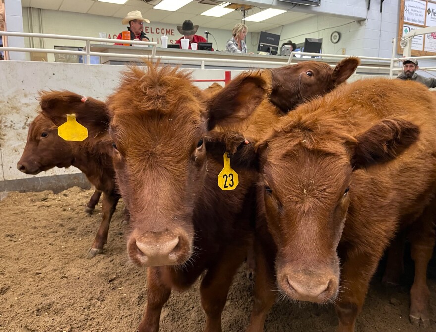 A group of cattle pass through the auction ring at La Crosse Livestock Market. With so many ranchers thinning their herds ahead of schedule, the beef industry faces a shortage in the coming years. (Photo by David Condos, Kansas News Service) 