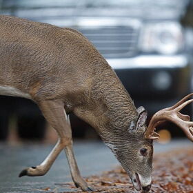 A white-tailed deer munching on leaves on a road side as cars approach.