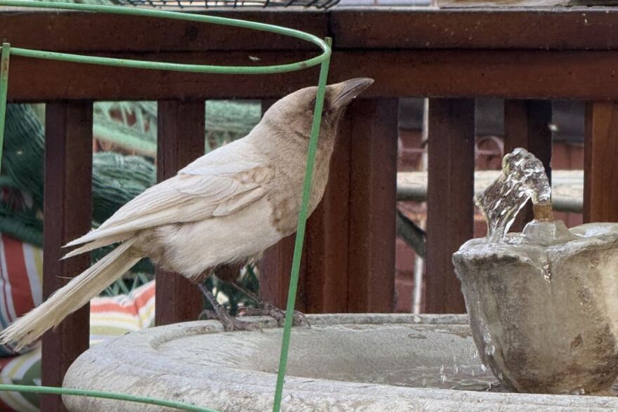 Picture of a rare Leucistic magpie
