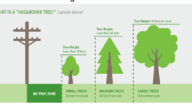 "What is a Hazardous Tree?" 