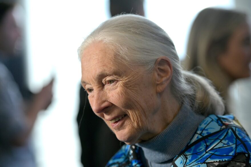 Disneynature Ambassador Dr. Jane Goodall attends Disneynature's 'PENGUINS' Premiere hosted by The Cinema Society at AMC Lincoln Square Theater in New York.