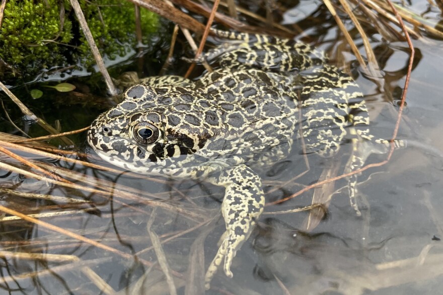 The Crawfish Frog is named such due to making homes in and near abandoned crawfish burrows. They are endangered in Indiana and threatened in most states in which the reside.