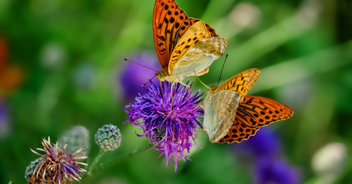 Join Us In The Butterfly Garden join-us-in-the-butterfly-garden