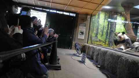 Visitors watch giant pandas Xiao Xiao at Ueno Zoo in Tokyo, Tuesday, Dec. 16, 2025, a day after Japan announced the pandas will be returned to China in January 2026. (AP Photo/Eugene Hoshiko)