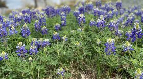 bluebonnets