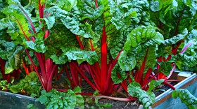 swiss chard