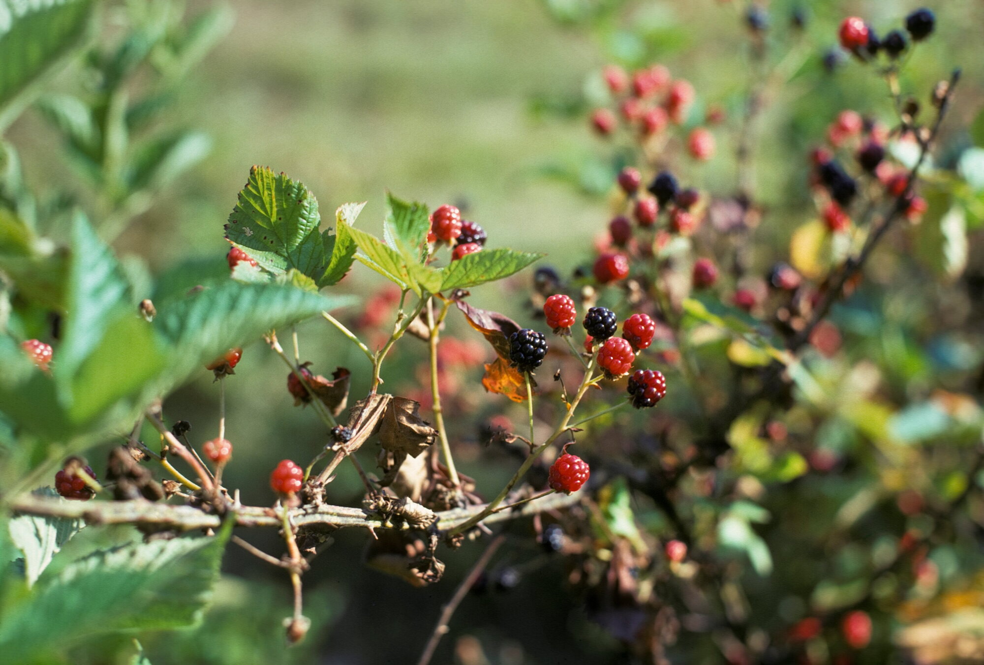 Discover Nature: Wild Fruits artwork