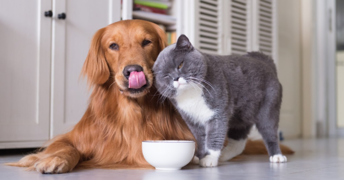 Manatee County Animal Services To Provide Free Pet Food and Supplies