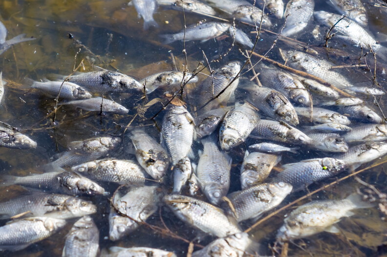 Fish Kill Investigated in Port St. Lucie Canal