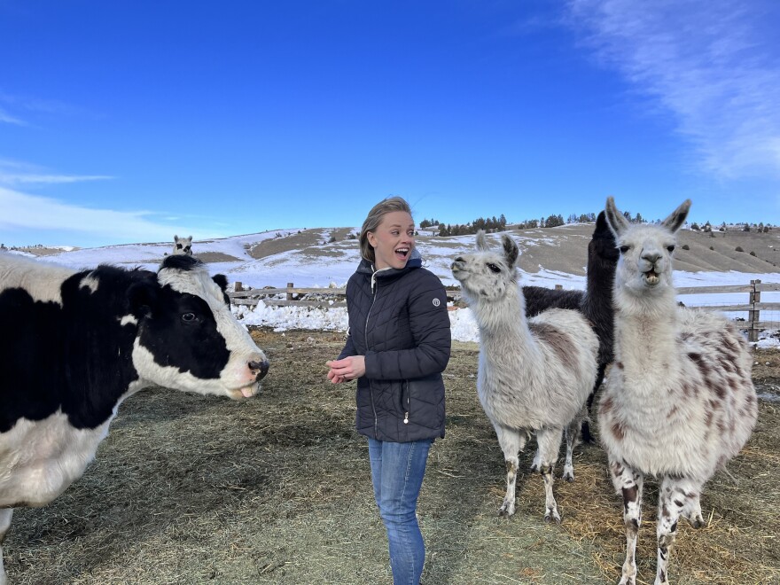 A woman stands between three llamas and a black and white cow.