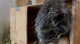 Poppy, a Northern American porcupine, snacks on tree branches in her enclosure at the Center for Wildlife.