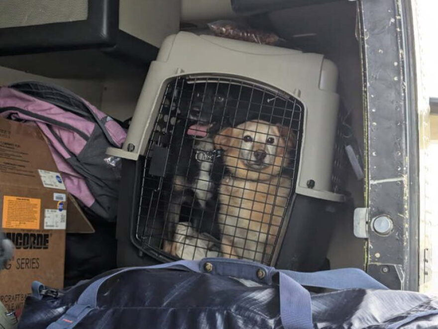 Two dogs from Kipnuk, Scooby and Usukcaq, arrive in Nome aboard a Bering Air plane charted by the Nome-Beltz High School wrestling team.