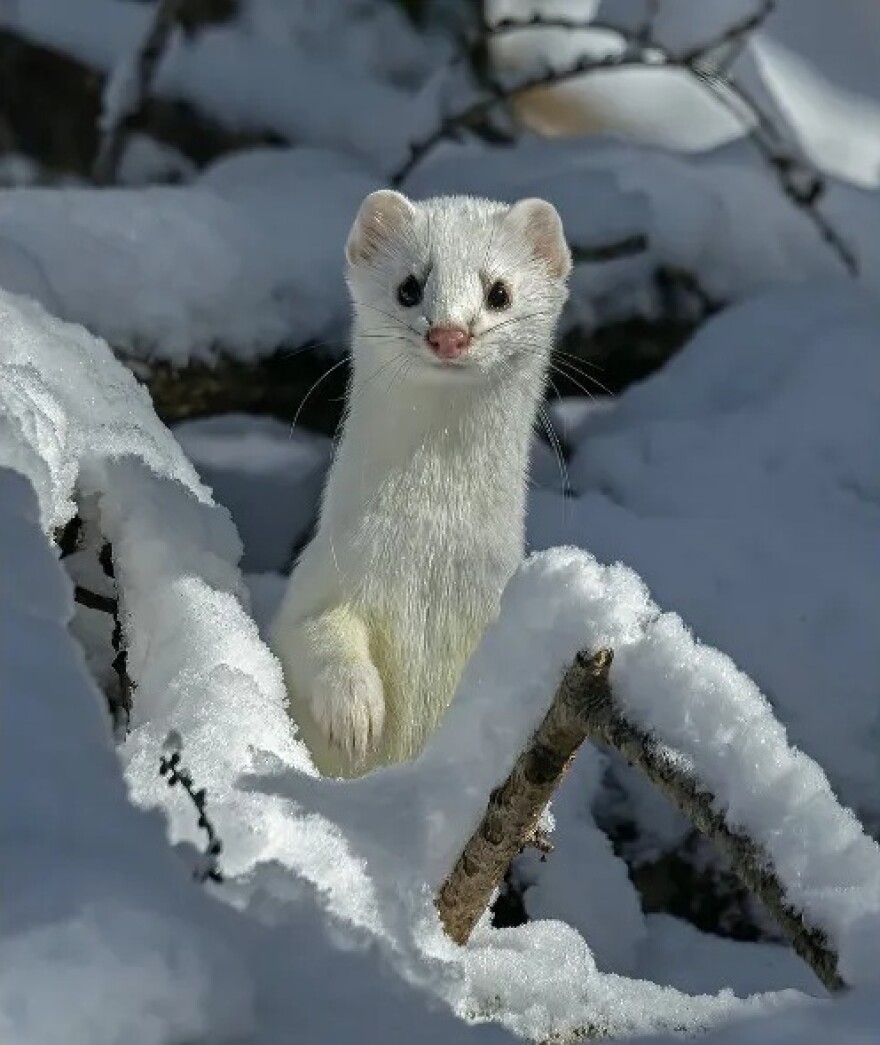 An ermine peeks up through a snowy patch