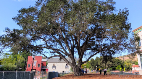 A roughly century-old coast live oak stands at the future site of the San Luis Obispo Repertory Theatre in downtown San Luis Obispo. The city and local tree experts are preparing the oak for a possible move to Mission Plaza.