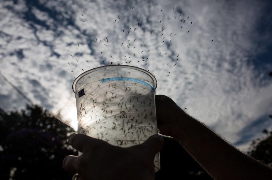 Genetically modified mosquitoes are released in Piracicaba, Brazil, in an effort to combat Zika virus. These mosquitoes were modified using conventional techniques.