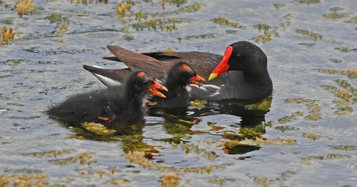 common-gallinules-wgcu-news-pbs-npr-for-southwest-florida