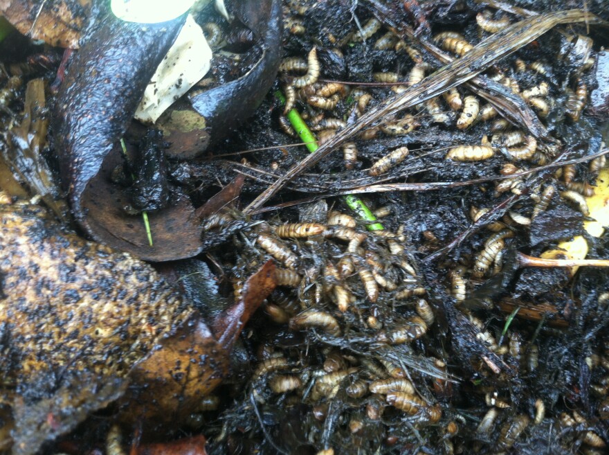 Larvae of the black soldier fly.