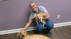 Dr Catherine Donworth is a small animal vet at the Animal Medical Center on Romany Road in Lexington