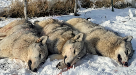 Three gray wolves lie dead in the snow after being killed on Jan. 9 in Cache County by the Utah Department of Agriculture and Food.