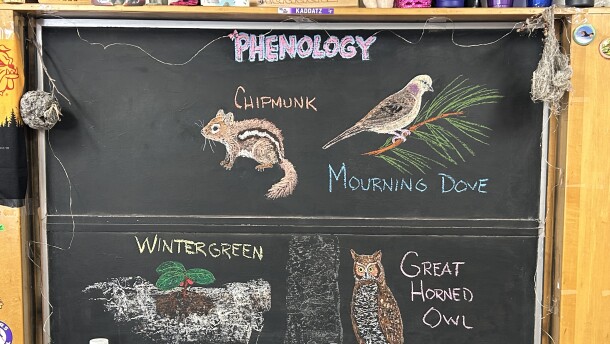 Chalk illustrations show wintergreen, a Great Horned Owl, a Mourning Dove, and a chipmunk.