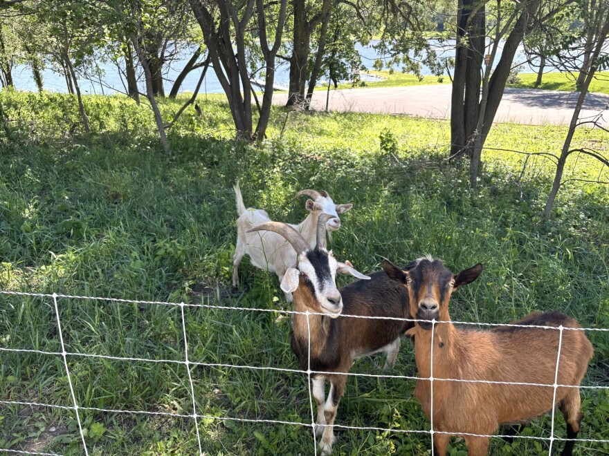 Goats enjoy the shade of a small, fenced woodland area above Casey Lake. 