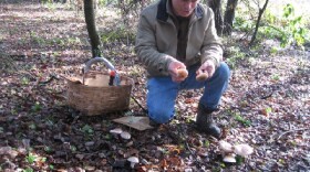 Ken Sommers hunts for mushrooms.
