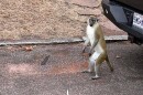 A St. Louis resident snapped a photo of a monkey loose on the streets of North St. Louis.
