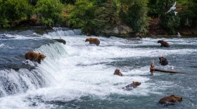 A bear hunts for salmon at Brooks Falls in Katmai National Park, July 31, 2022. (Brian Venua)