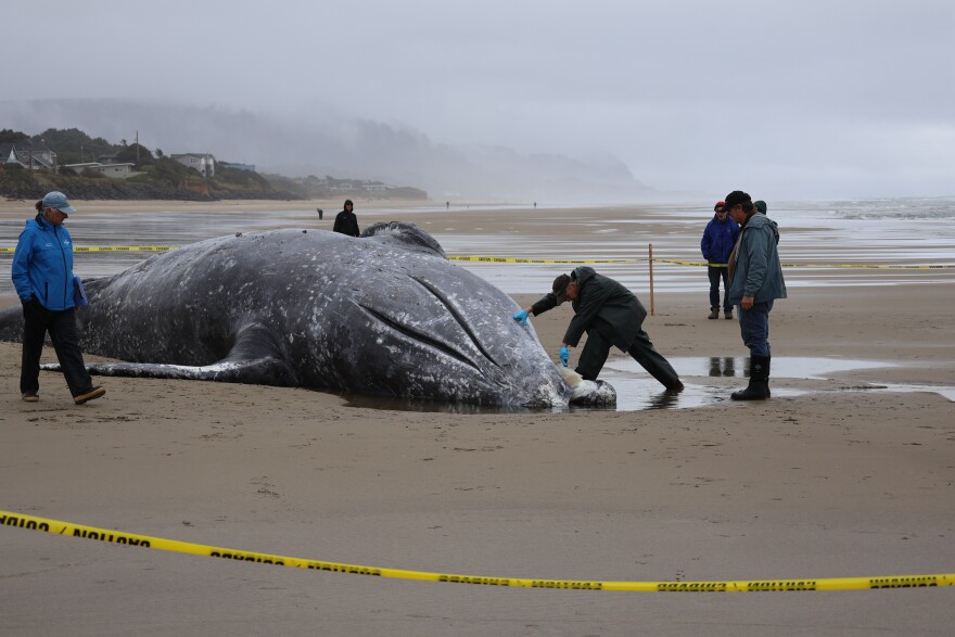 Jim Rice, stranding program manager for the Marine Mammal Institute at Oregon State University, takes a tissue sample from a deceased gray whale near Yachats, Ore. on April 12, 2026.