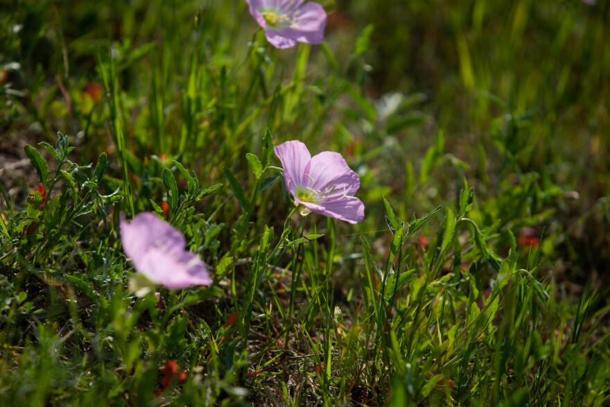 Pink evening primrose off Manor Road in Mueller